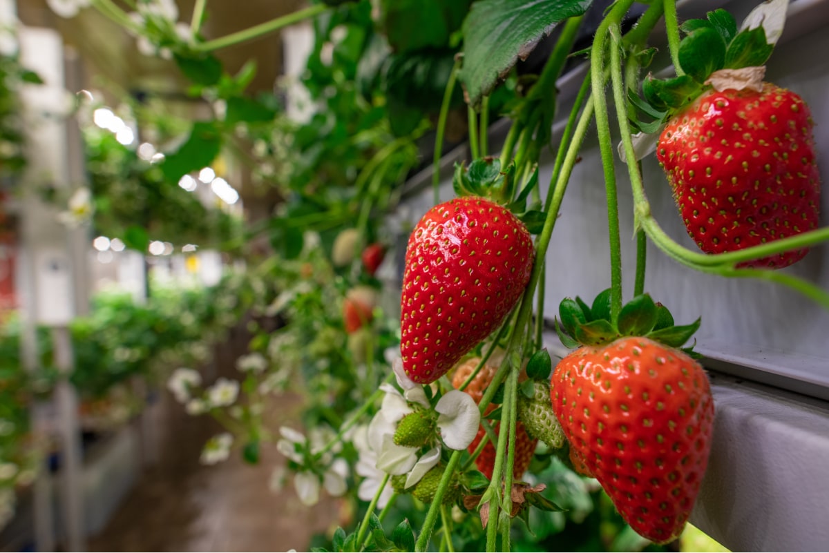 appetitlich-erdbeeren-wachsen-in-einem-garten-oder-ver-