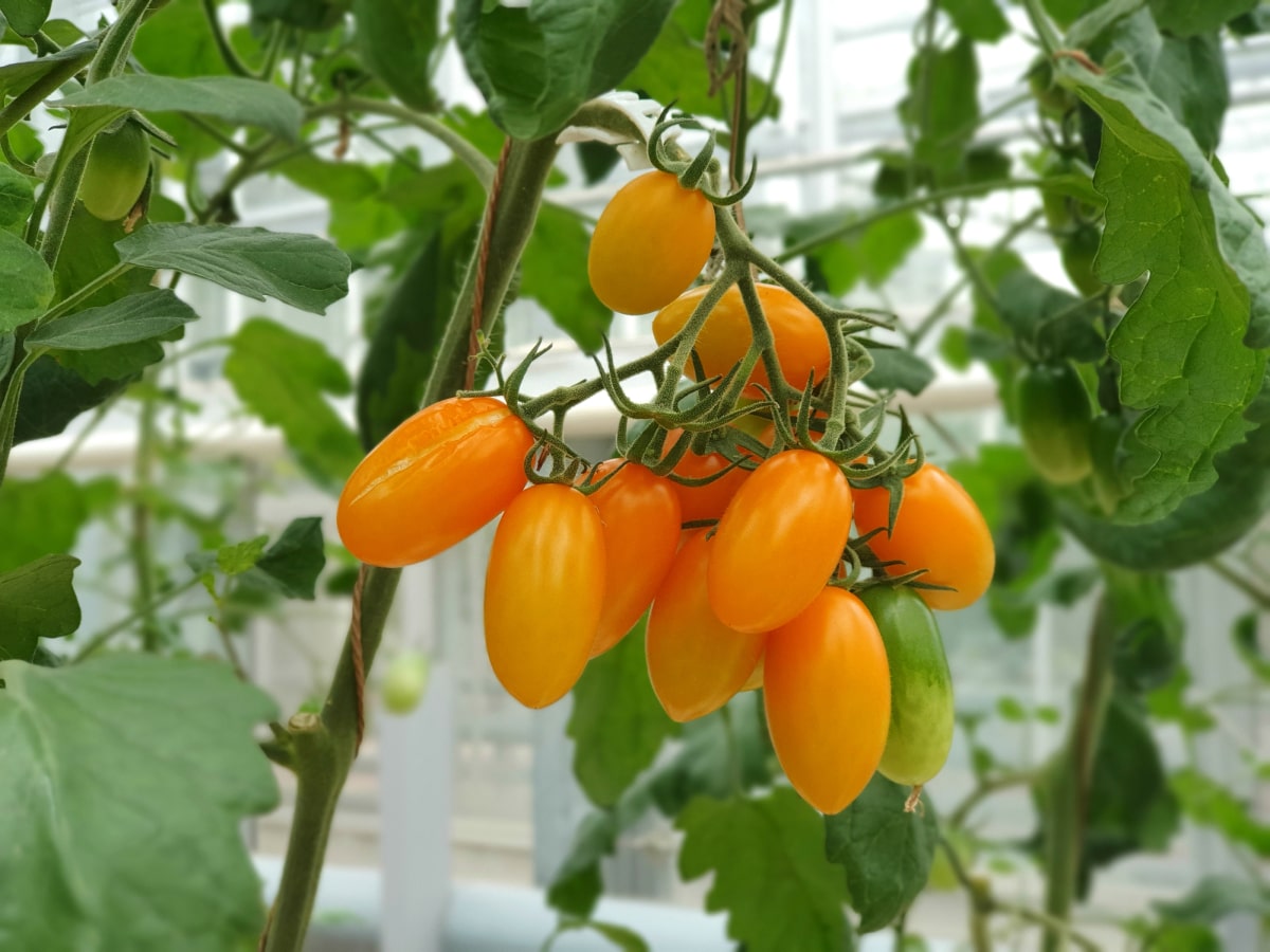 Bunte Tomaten, Gemüse und Früchte wachsen