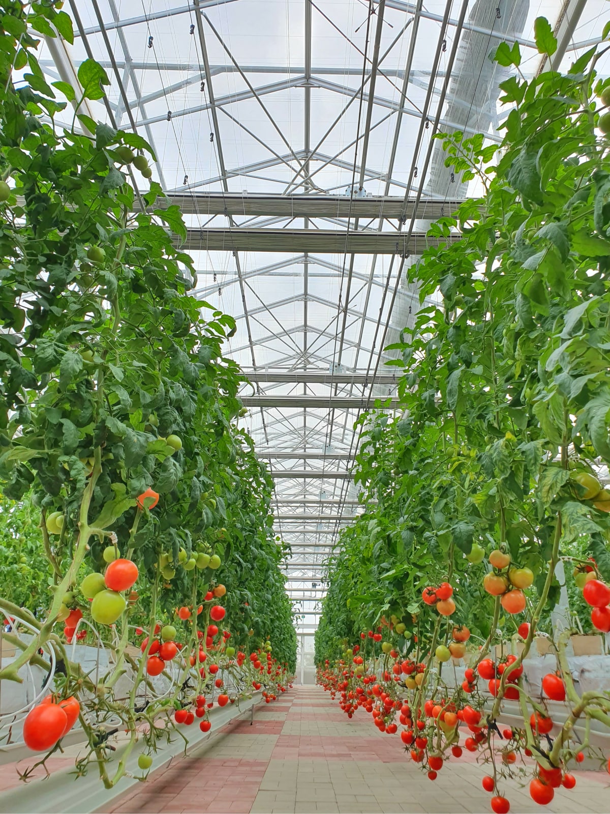 Bunte Tomaten, Gemüse und Früchte wachsen