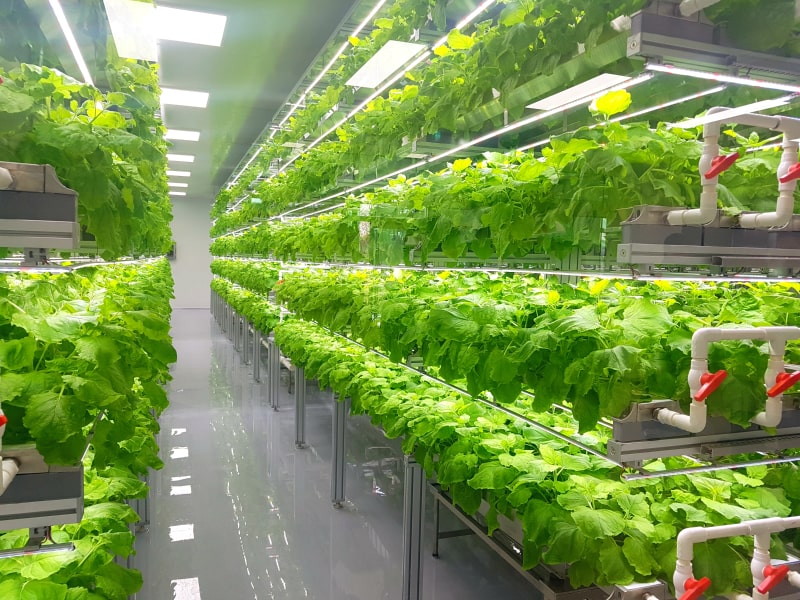 Frisches Gemüse wächst in einer vertikalen Indoor-Farm