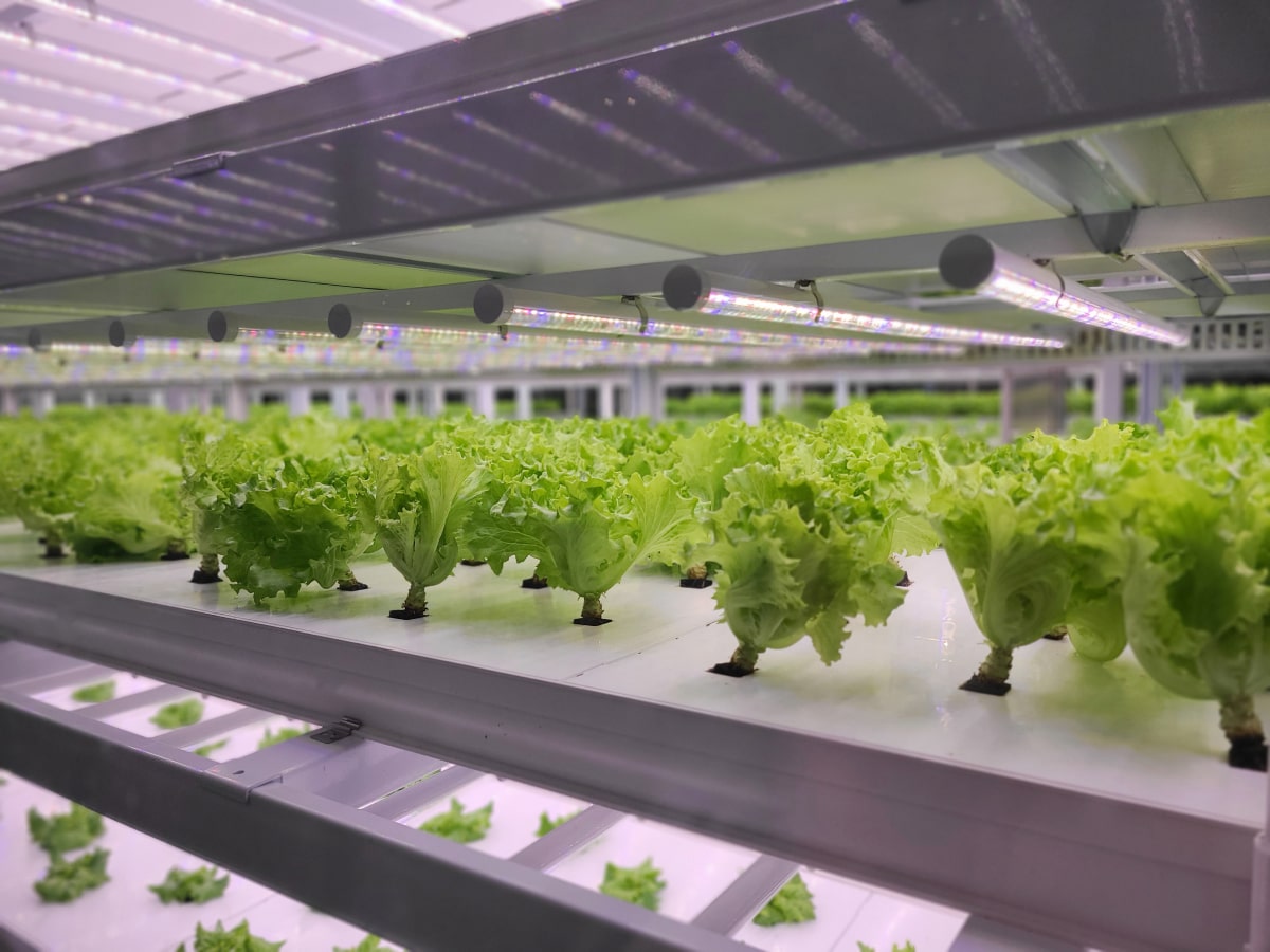 Gemüse-wächst-in-der-Indoor-Farm-vertikal-weit-