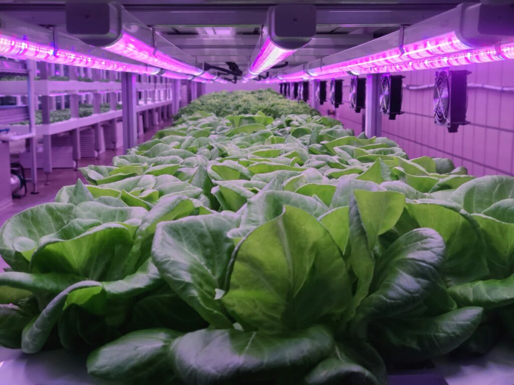Gemüse wächst in der Indoor-Farm-Vertikalfarm