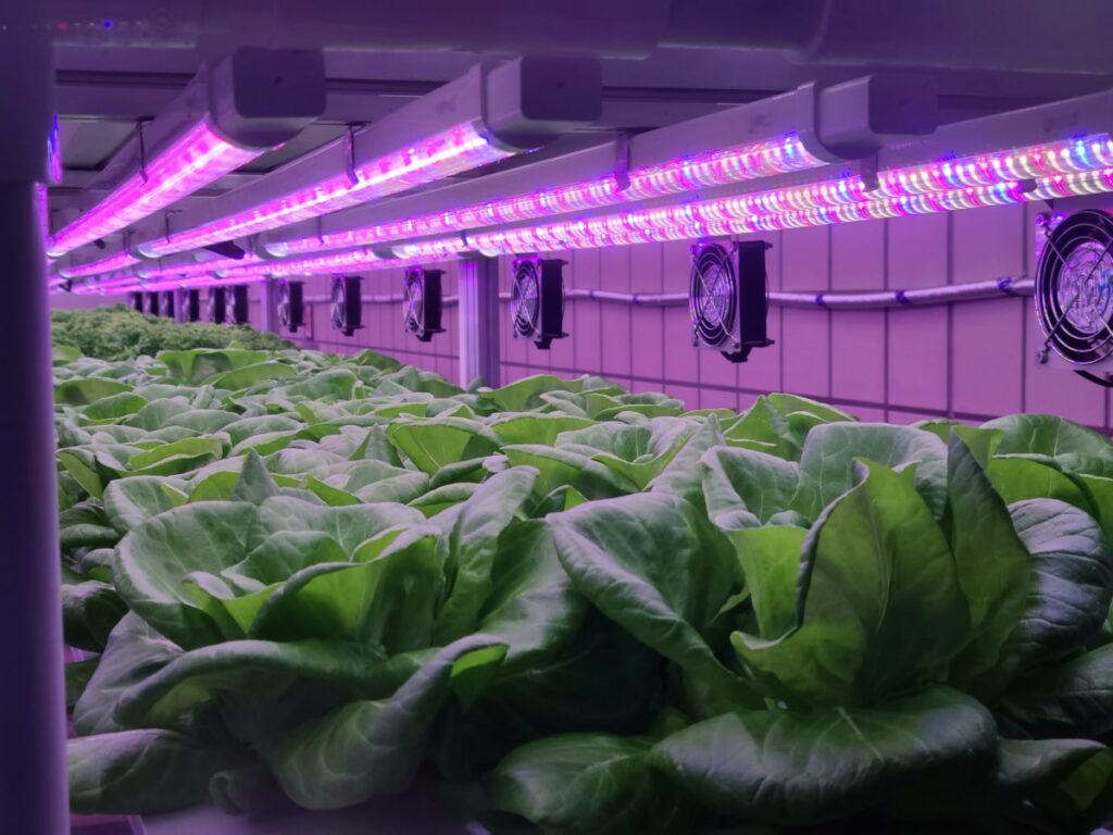 Gemüse wächst in der Indoor-Farm vertikal weit