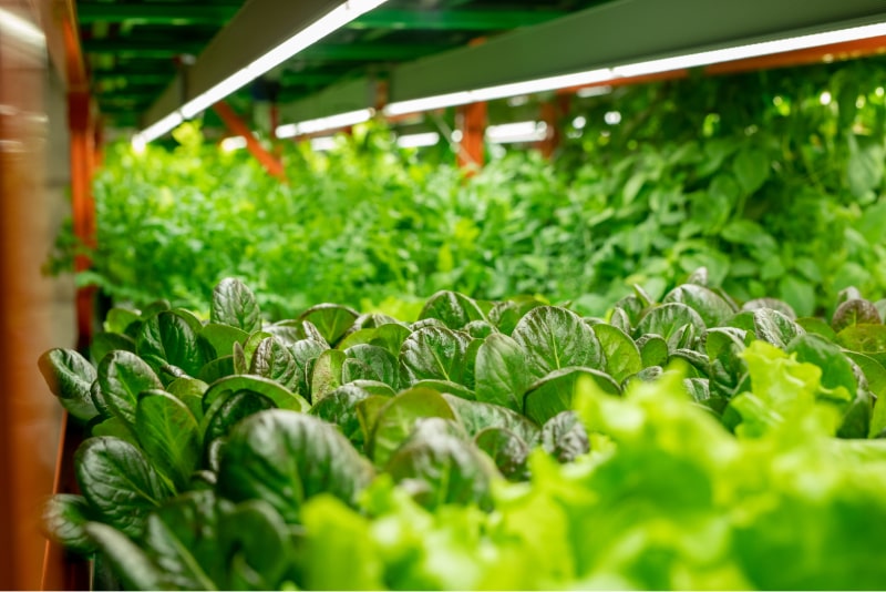 Vertical-Farming-System-mit-LED-Lampen