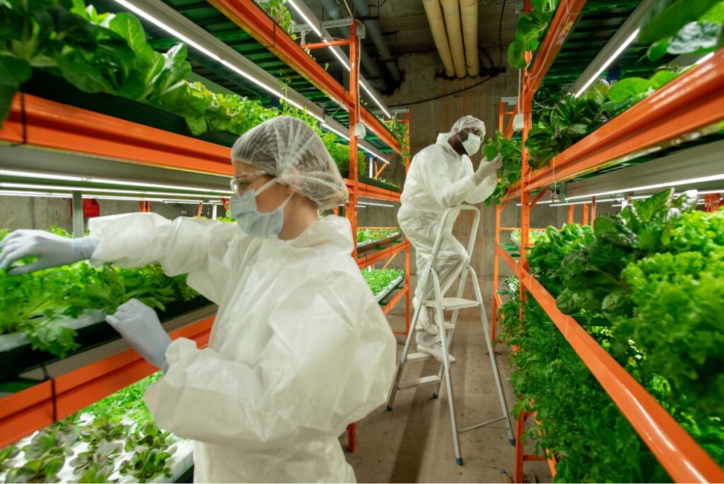 Arbeiter einer vertikalen Farm untersuchen Salatblätter